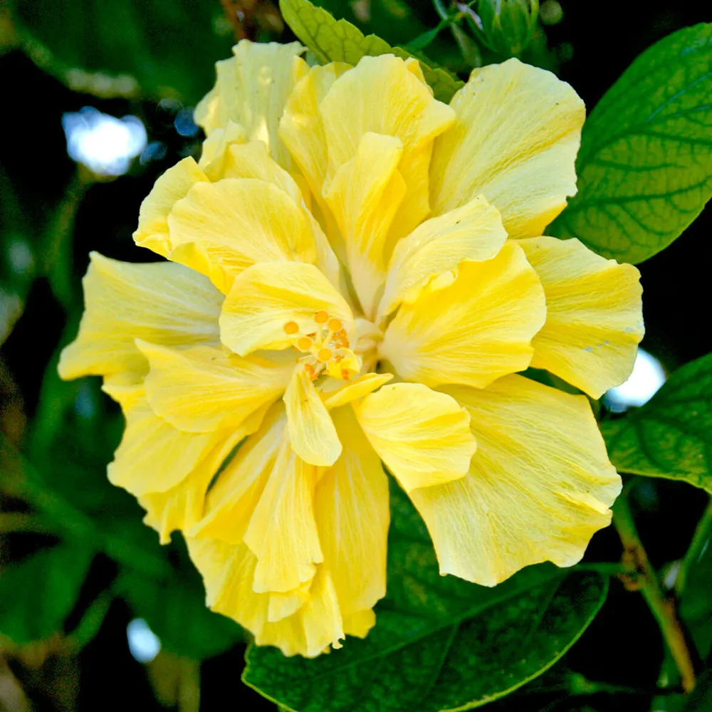 Double Yellow Standard Hibiscus Tree - Ornamental Flowering Patio Plant