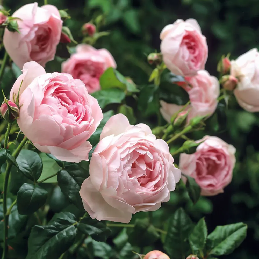 David Austin® Scepter'd Isle® Rose Shrub - Repeat-Flowering English Rose 1