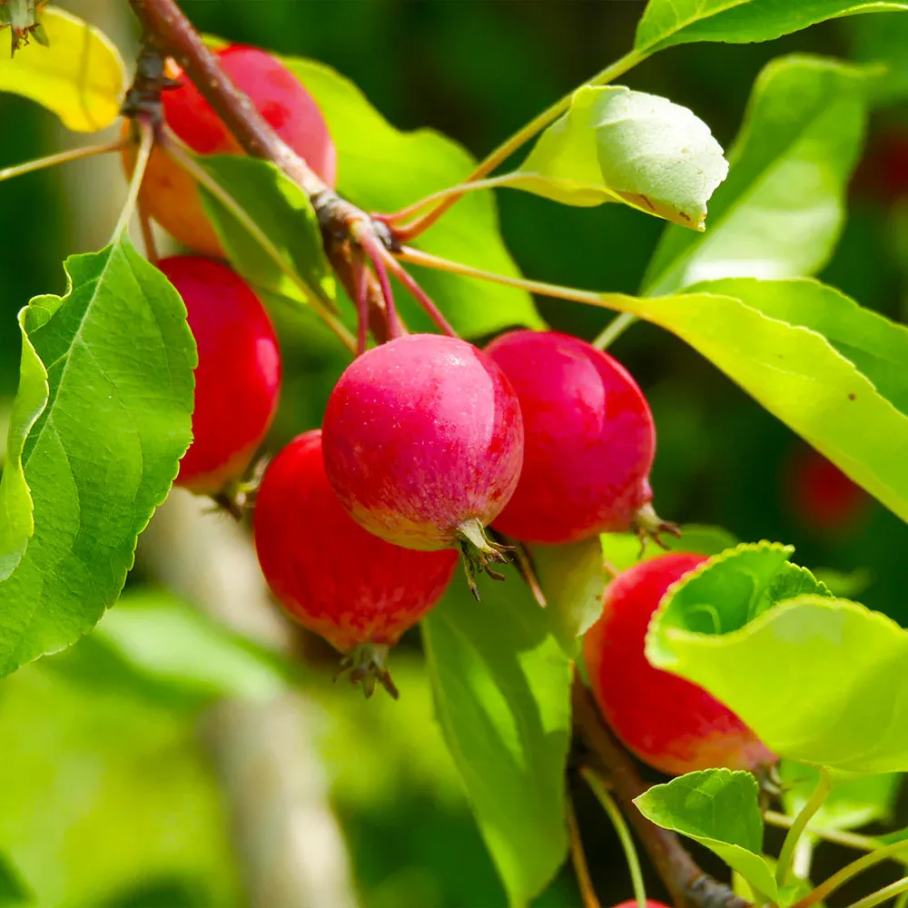 Sargent Crabapple Tree (Malus sargentii) - Ornamental Deciduous Flowering Tree 3