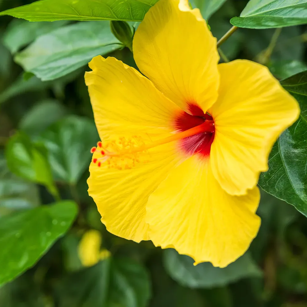 Tequila Yellow Tropical Hibiscus Tree - Vibrant Flowering Garden Plant 2