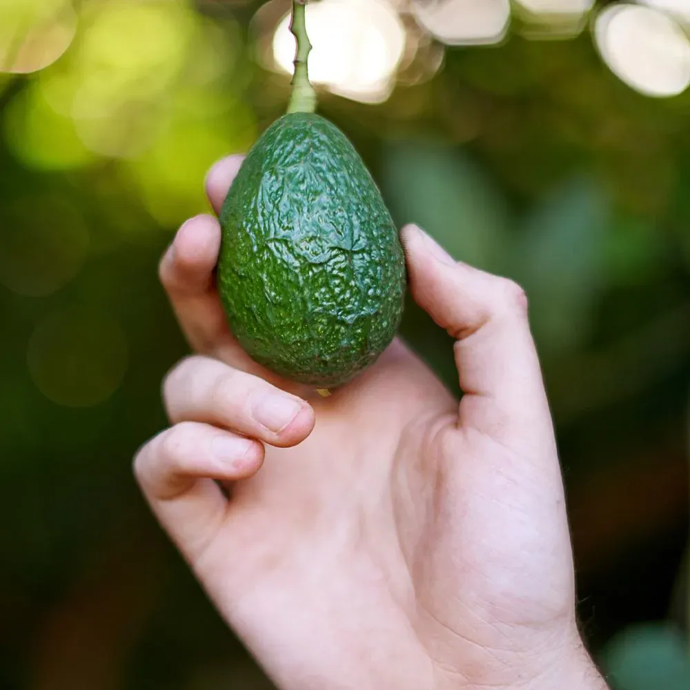 Hass Avocado Tree - Live Fruit-Bearing Plant for Home and Garden 1