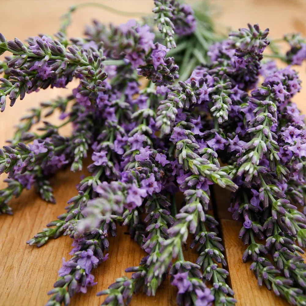Phenomenal Lavender Plant - Hardy Perennial Fragrant Shrub 1