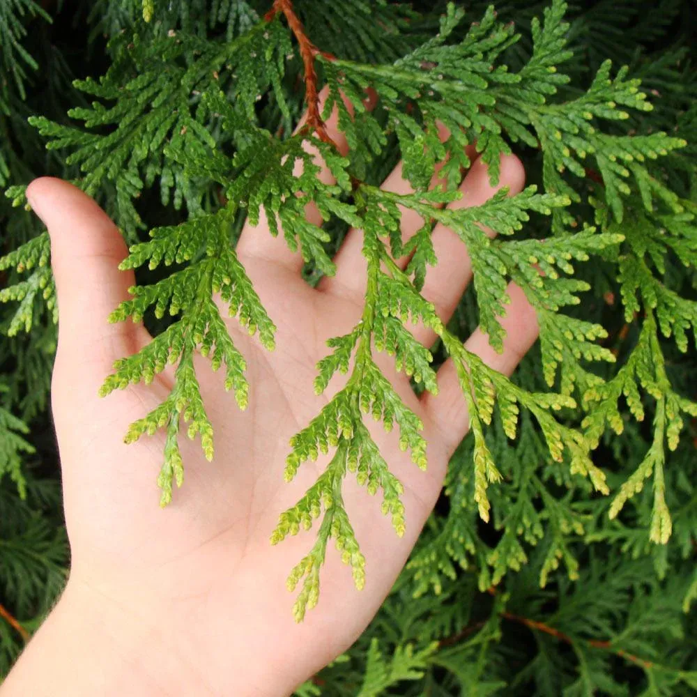 Thuja Green Giant Arborvitae - Fast-Growing Evergreen Privacy Tree 3