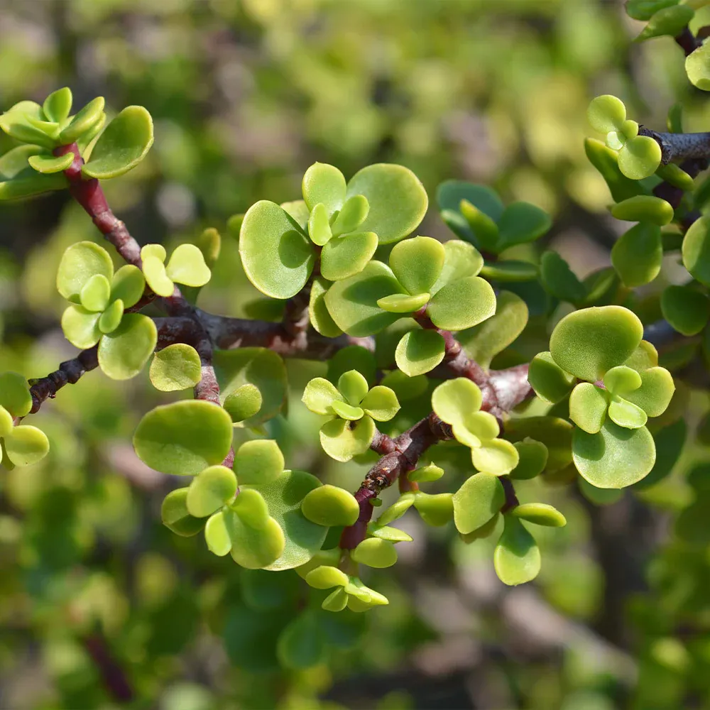 Dwarf Jade Plant (Portulacaria Afra) - Resilient Indoor Succulent 1