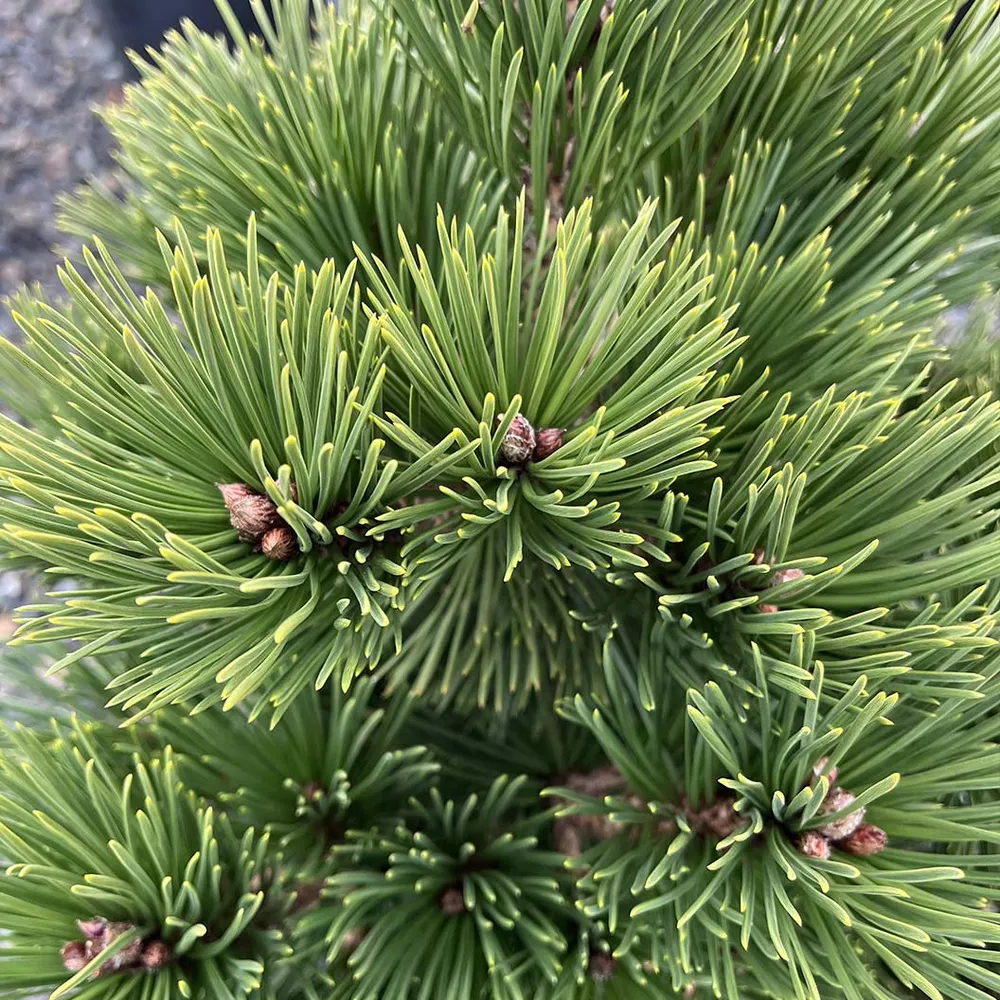 Irish Bell Bosnian Pine Tree (Pinus heldreichii) 1