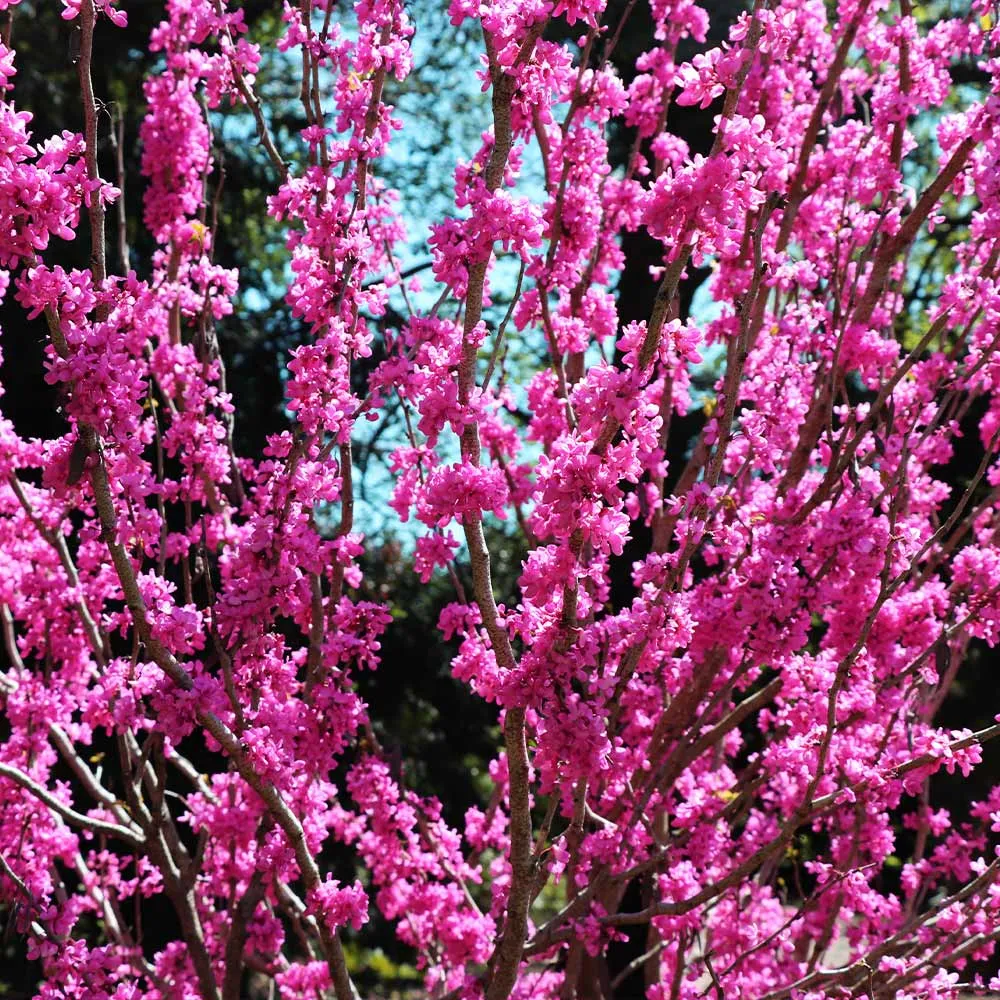 Avondale Redbud Tree (Cercis canadensis 'Avondale') 2