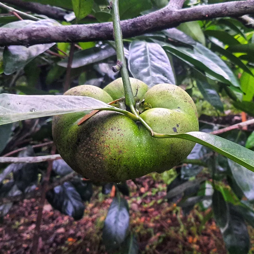 Black Sapote (Diospyros nigra) - Fresh Tropical Fruit 2