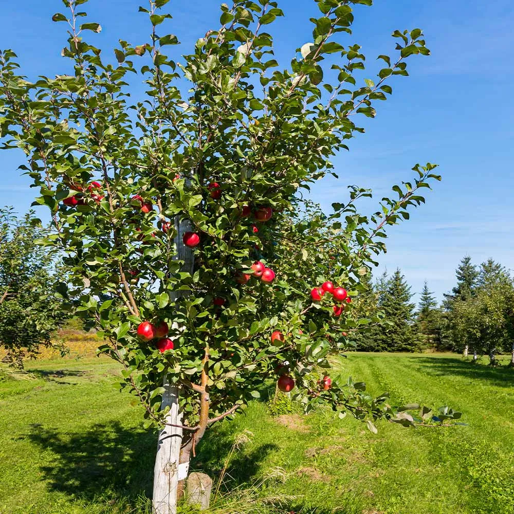 Artificial Apple Tree Decorative Plant for Home and Office Interior 1