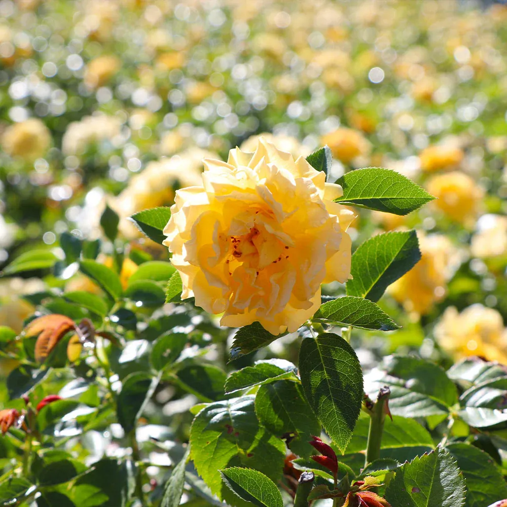 Julia Child Floribunda Rose Bush - Buttery Yellow Garden Rose 2