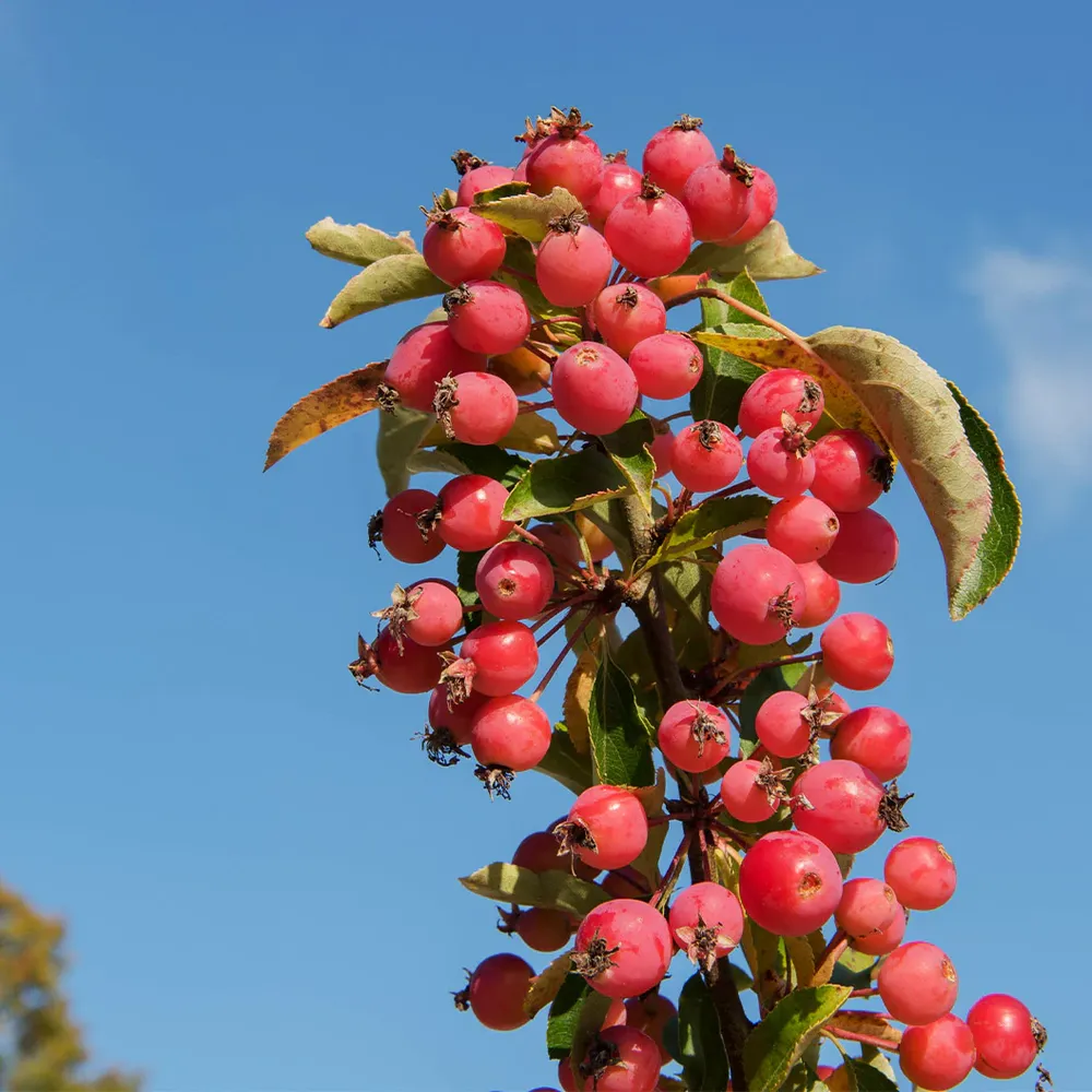Adirondack Crabapple Tree - Upright Ornamental Deciduous Flowering Tree 2
