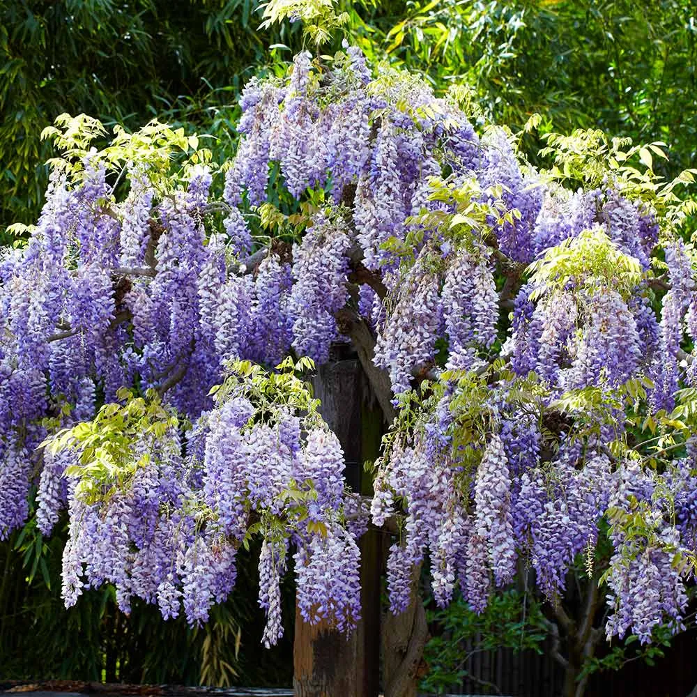 Artificial Wisteria Tree - Realistic Silk Floral Decorative Plant 3