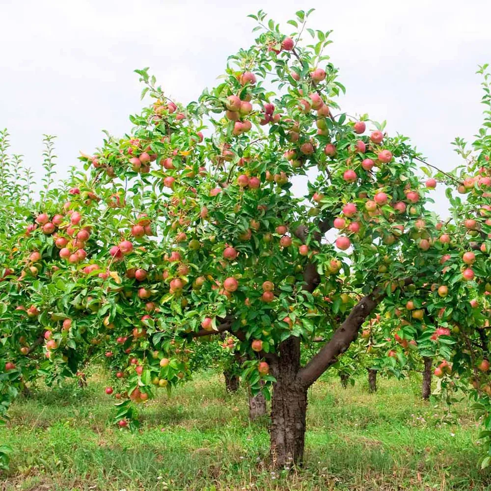 McIntosh Apple Tree - Cold Hardy Deciduous Fruit Tree 1