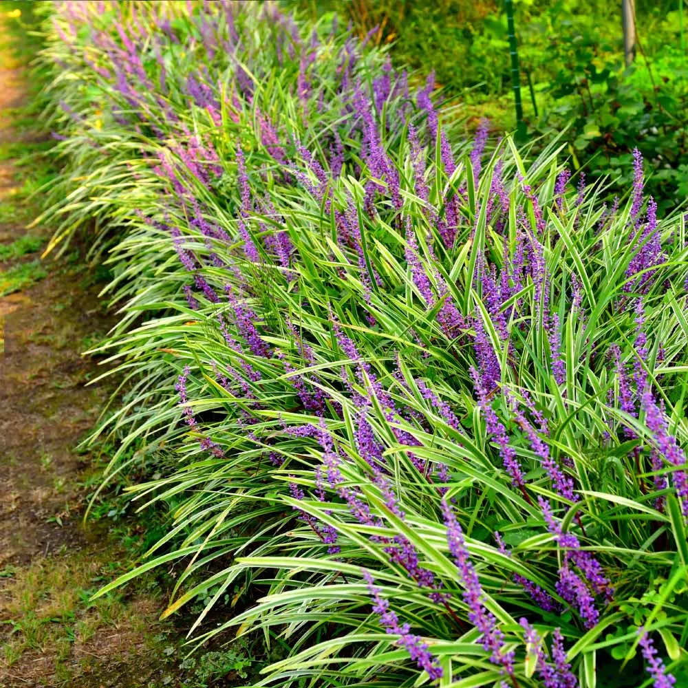 Variegated Liriope Ornamental Evergreen Border Grass