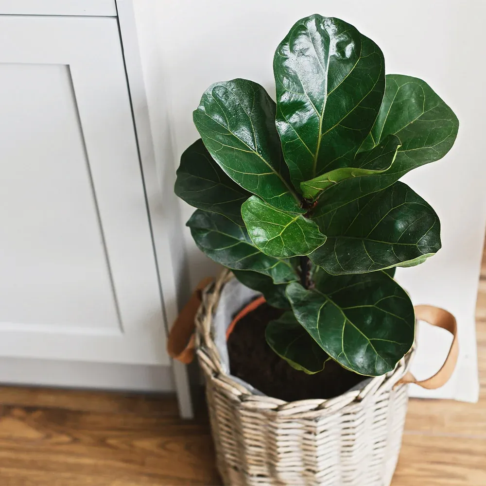 Bambino Fiddle Leaf Fig - Compact Ficus Lyrata Indoor Plant 2