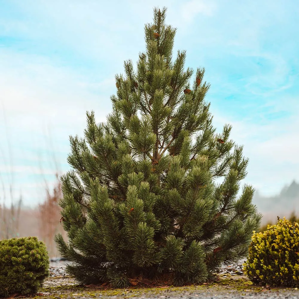 Tannenbaum Mugo Pine Dwarf Evergreen Conifer