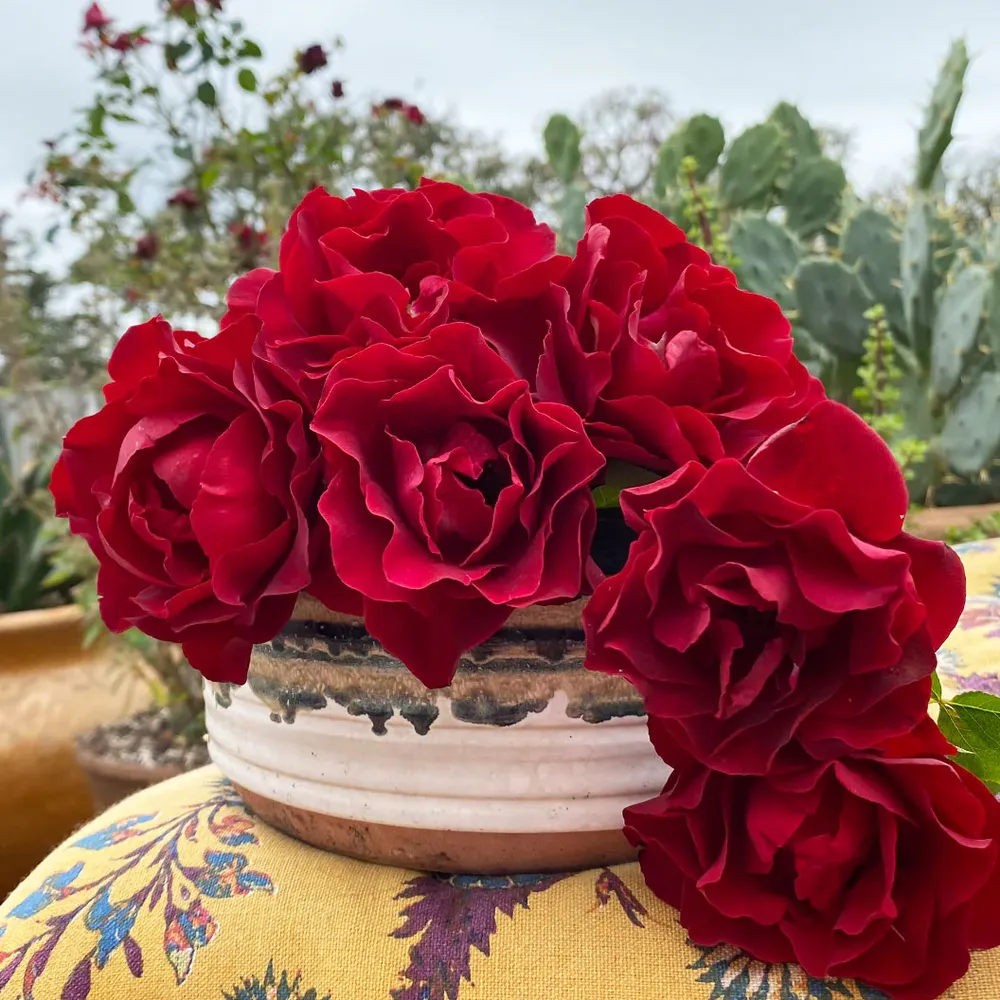 Dancing in the Dark Rose Shrub - Deep Red Flowering Garden Plant 8
