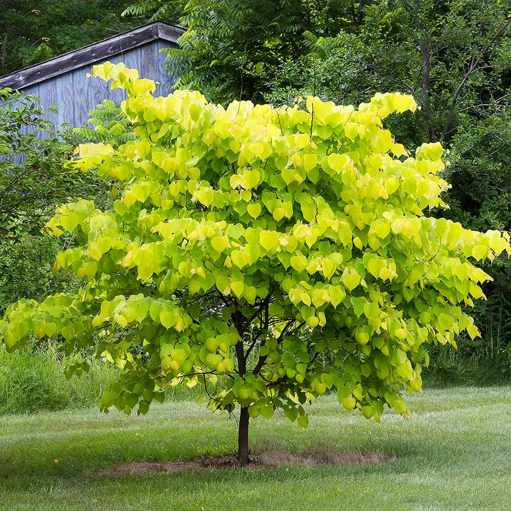 Hearts of Gold Redbud Tree (Cercis canadensis) - Ornamental Golden Foliage Tree