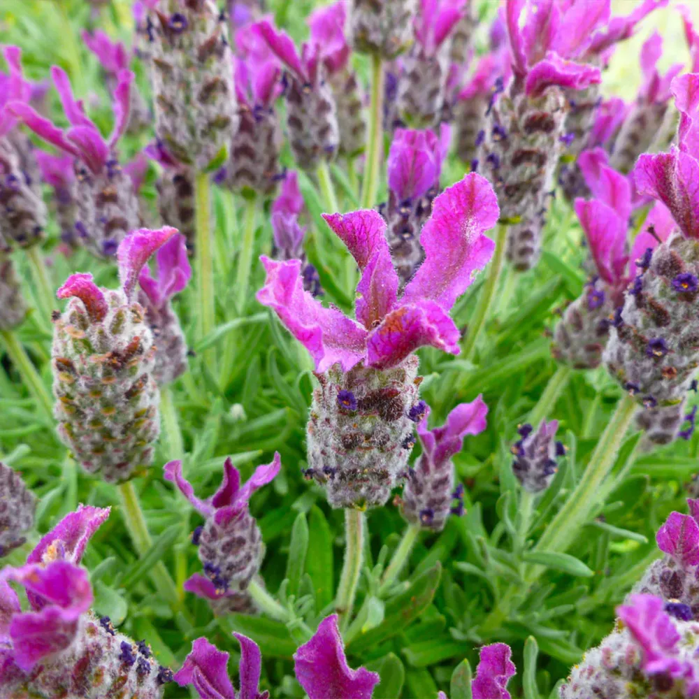 Anouk Deep Rose Lavender Perennial Flowering Plant 2