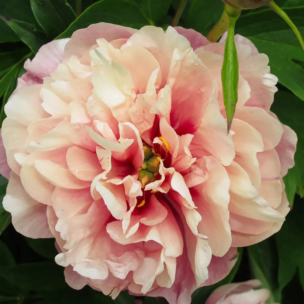 Garden Candy® Double Bubble Pink™ Itoh Peony Plant 3