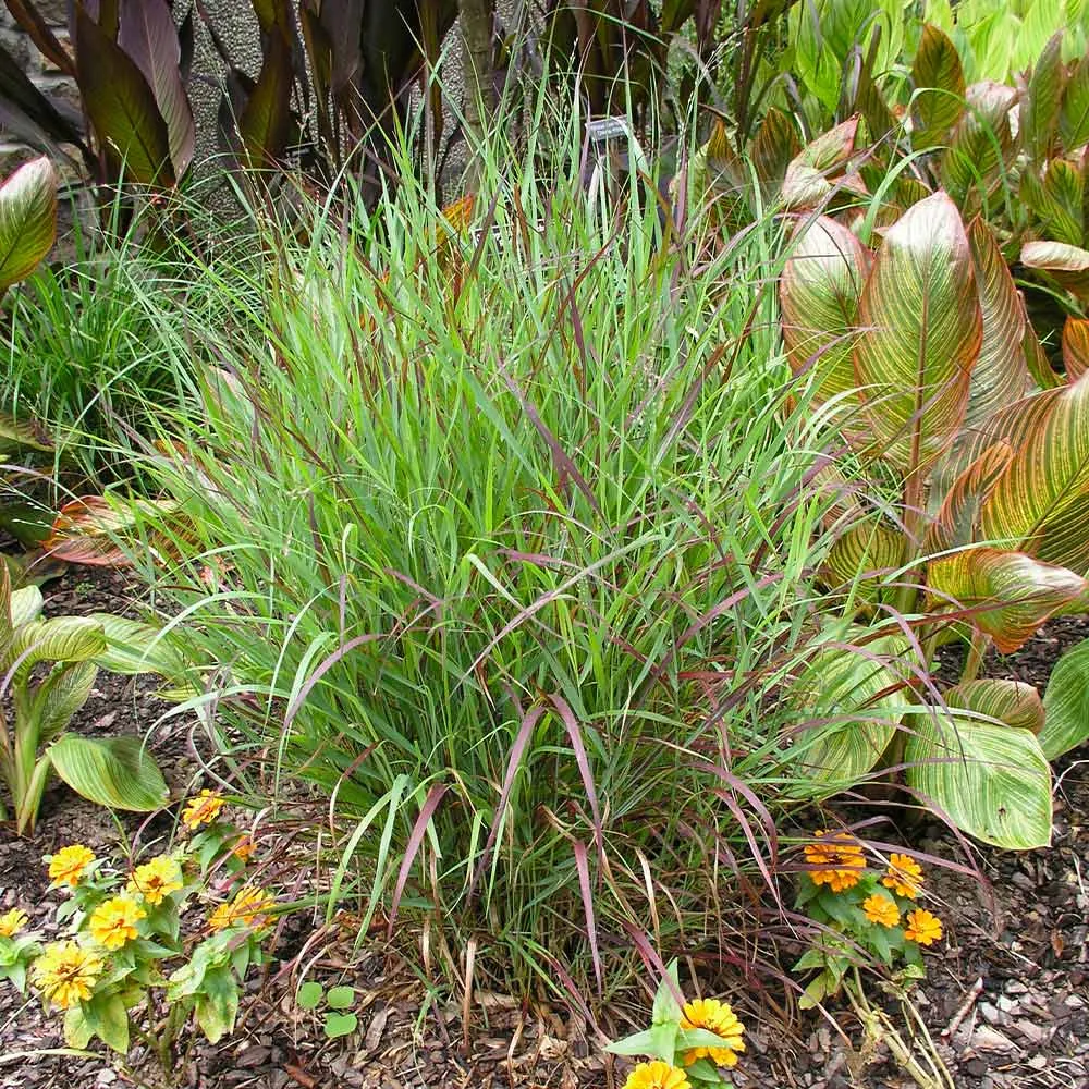 Shenandoah Switch Grass (Panicum virgatum) Ornamental Perennial 1