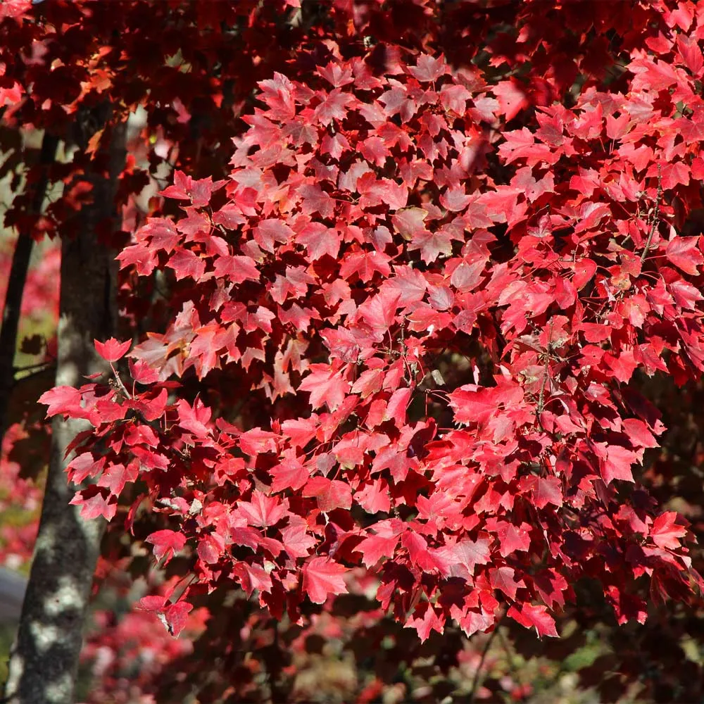 Artificial American Red Maple Tree for Indoor Home and Office Decor 1