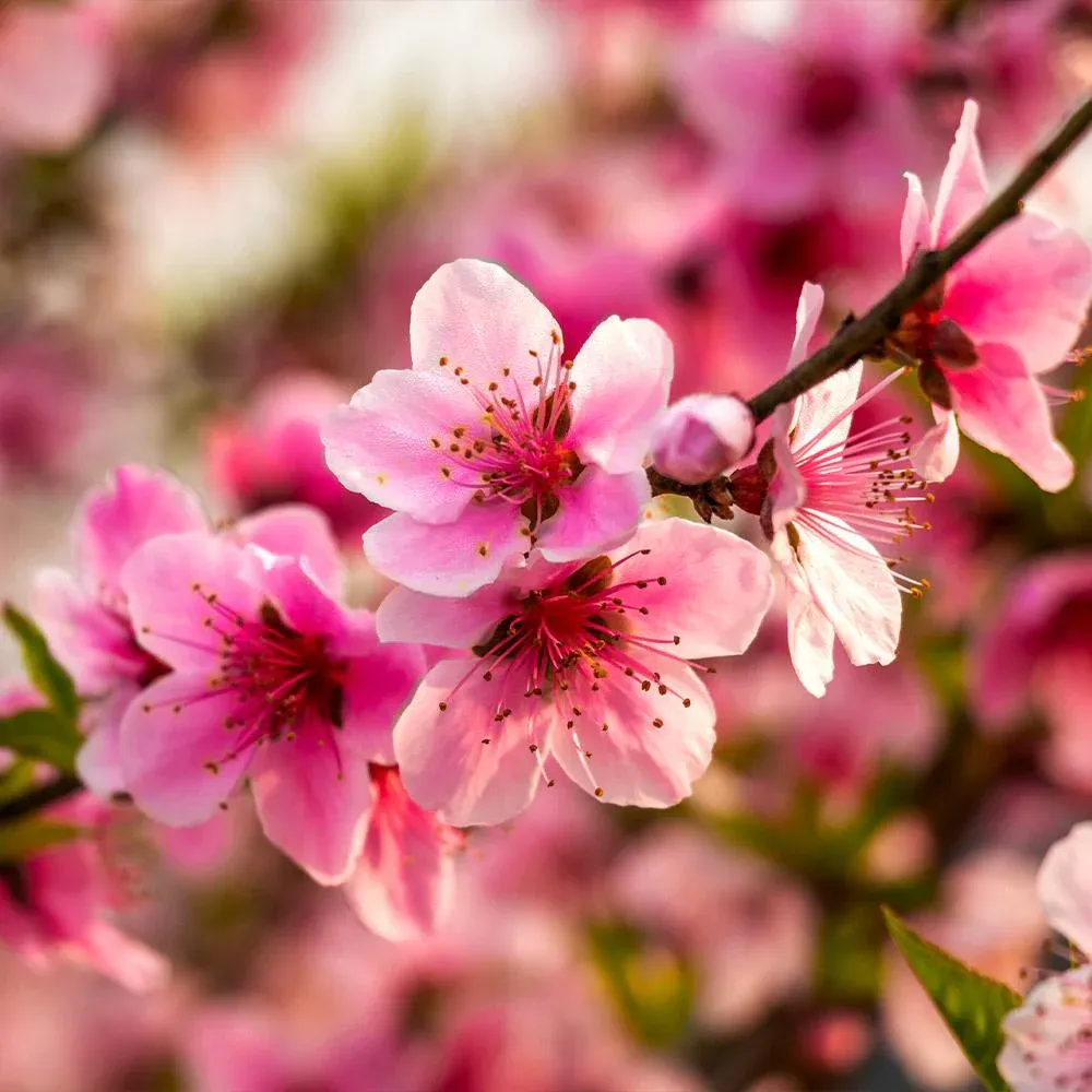 Harvester Peach Tree - Productive Fruit-Bearing Tree for Home Orchards 3