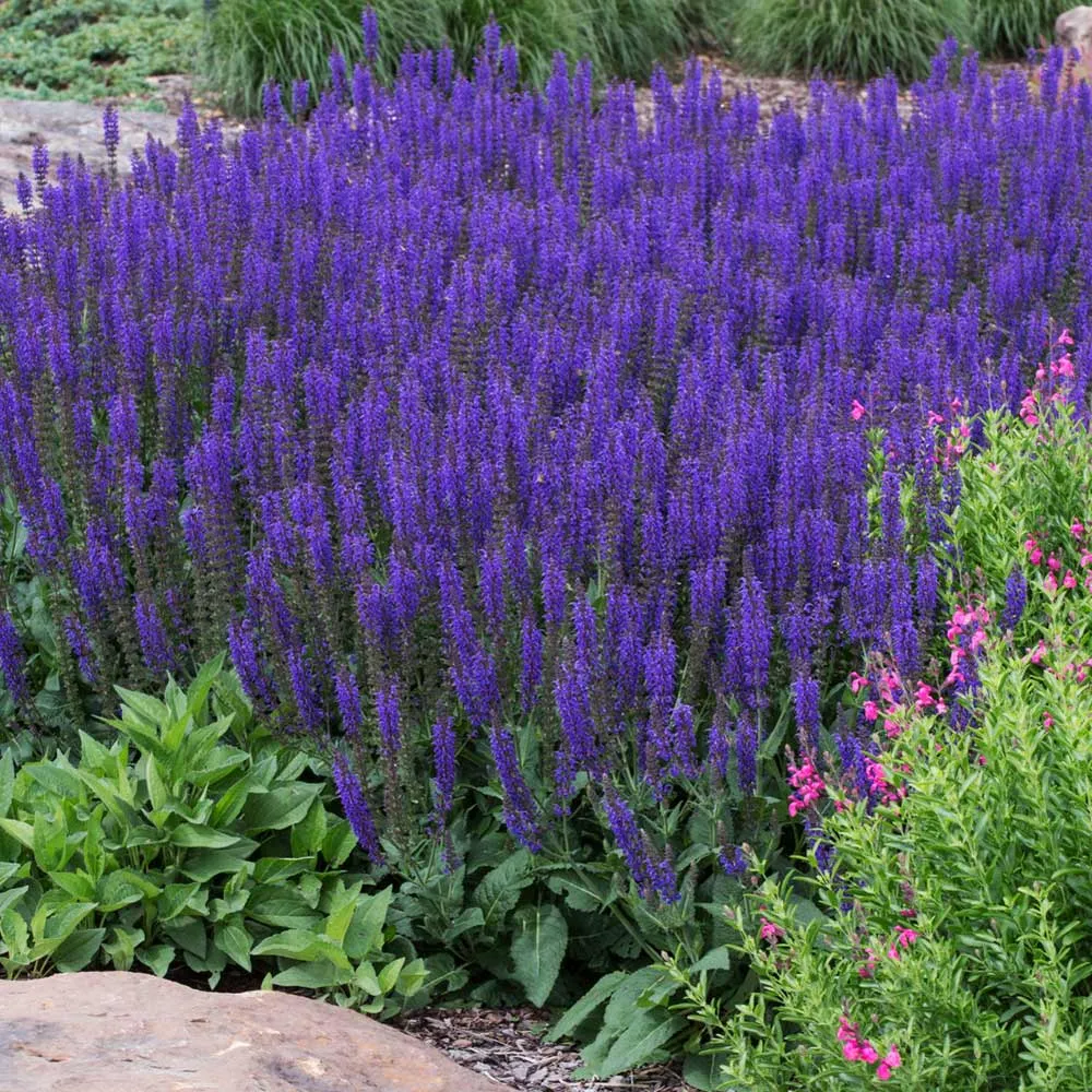 May Night Salvia (Salvia nemorosa) Perennial Flowering Plant 2