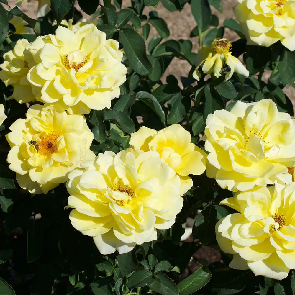 Bee Heaven™ Rose Shrub - Hardy Flowering Garden Plant 5