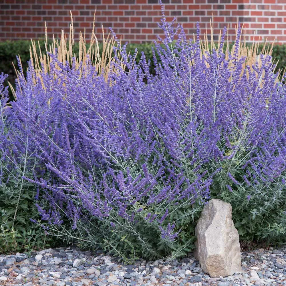 Russian Sage (Perovskia atriplicifolia) Drought-Tolerant Perennial Shrub