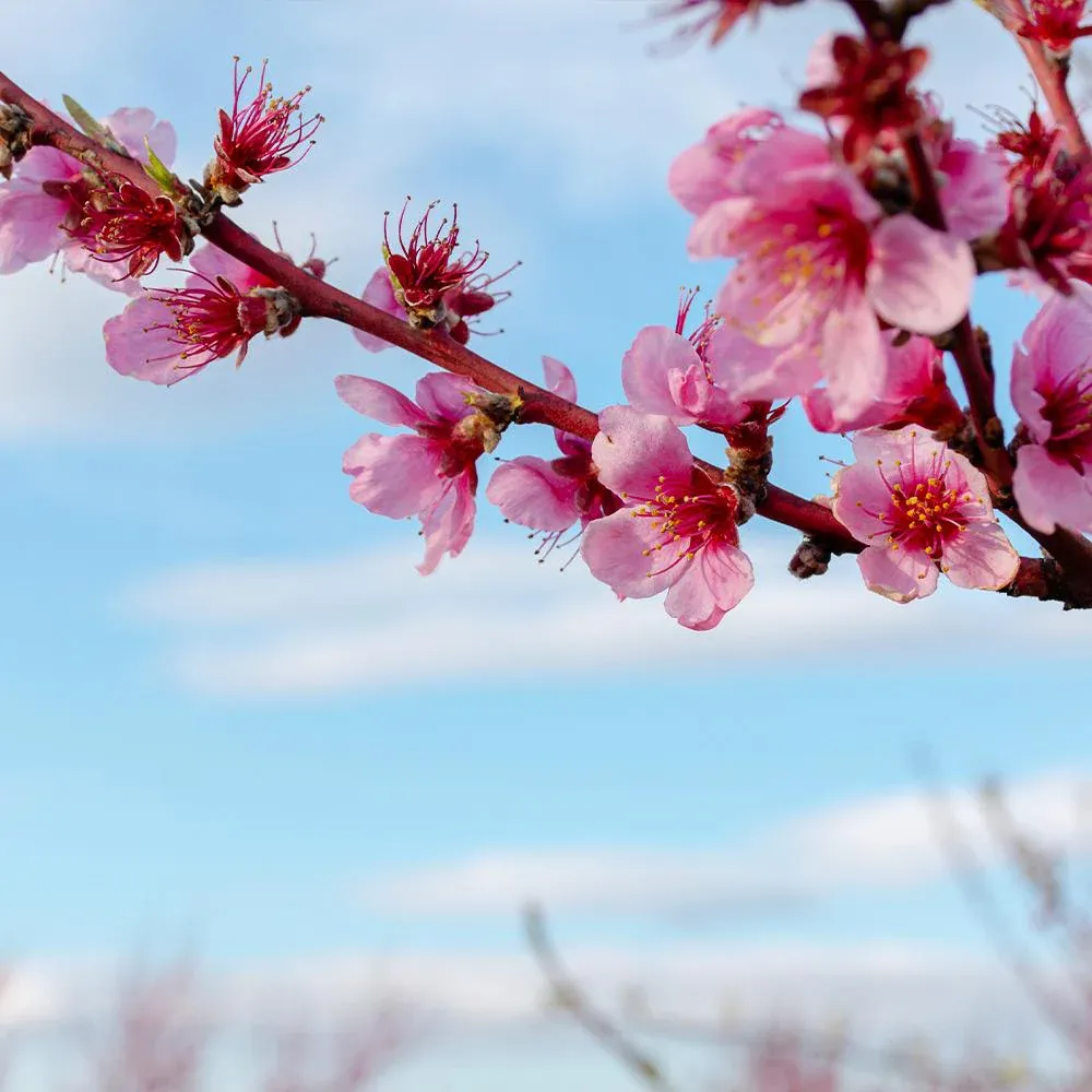 Saturn Peach Tree - Flat Donut Peach Sapling 3