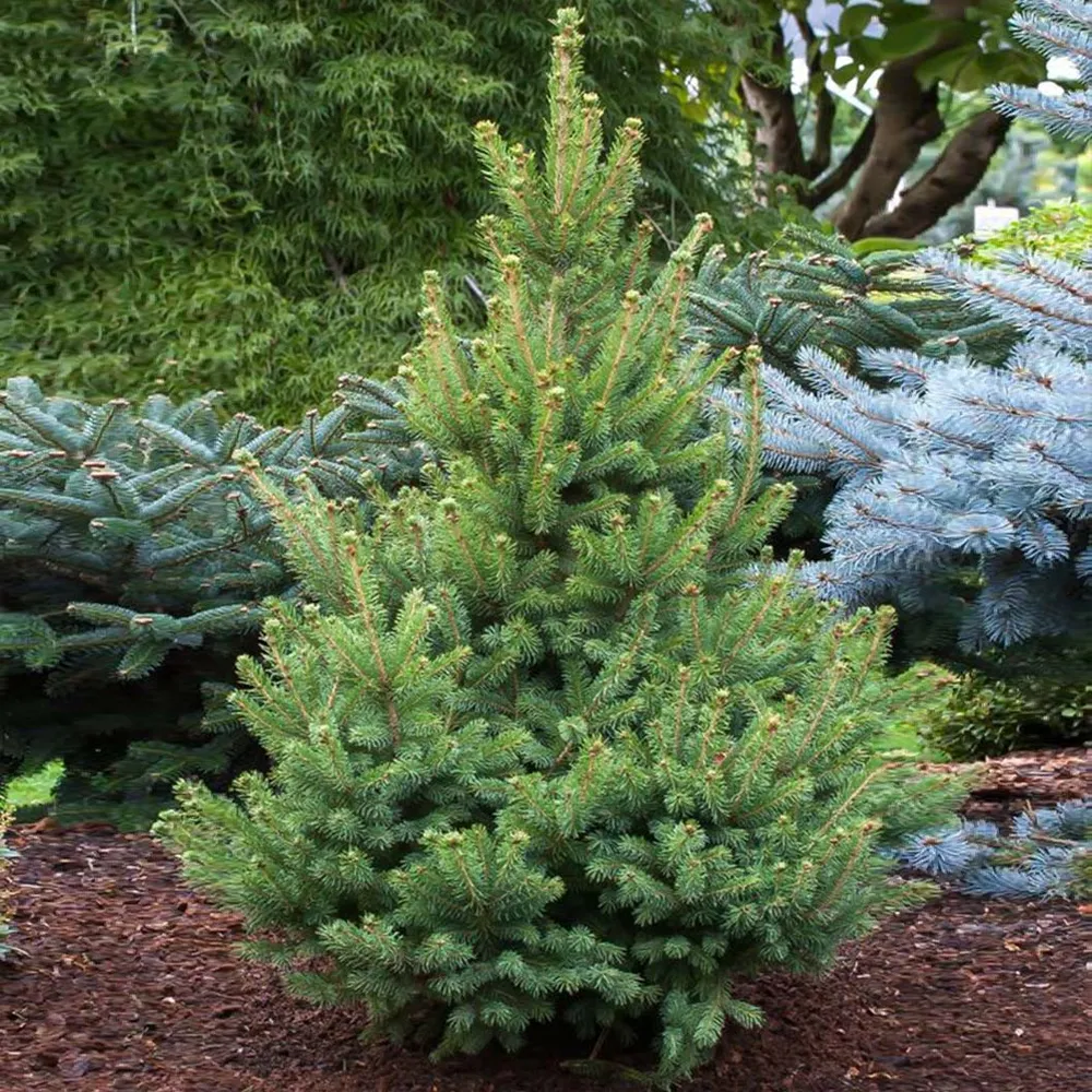 North Star White Spruce Artificial Christmas Tree - Full Profile Realistic Holiday Decor