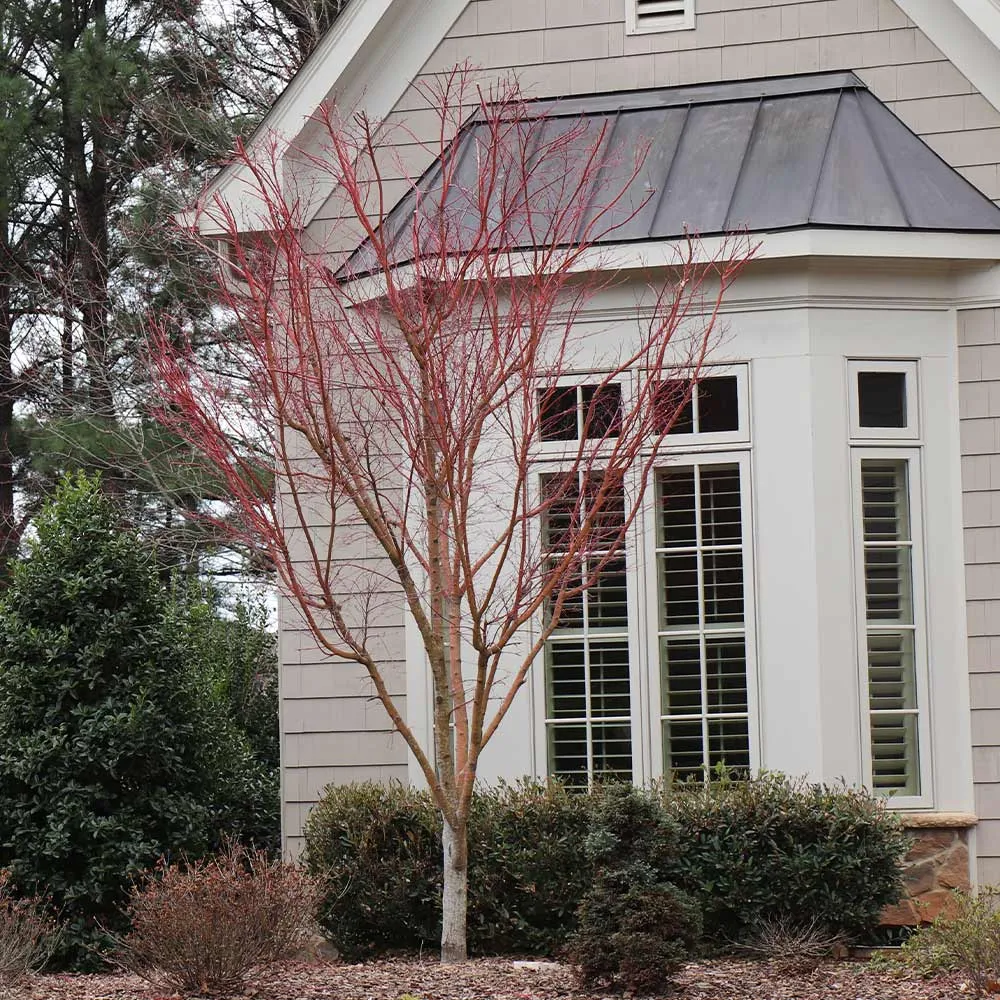 Coral Bark Japanese Maple Tree (Acer palmatum 'Sango-kaku') 4
