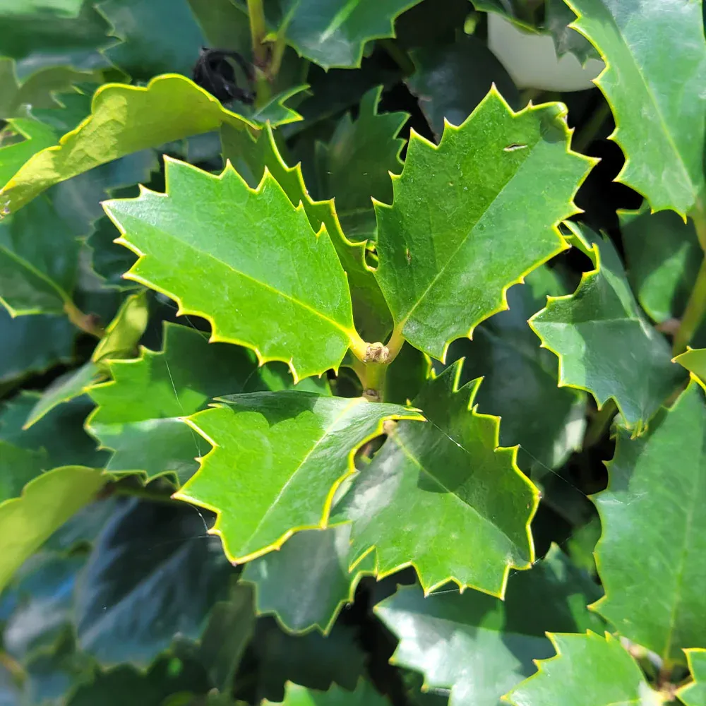 Monarch Holly Decorative Home Ornament 2