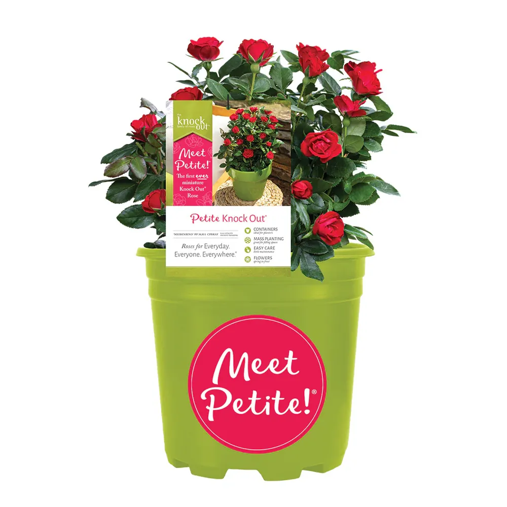 Petite Knock Out® Rose - Compact Disease-Resistant Shrub Rose 5