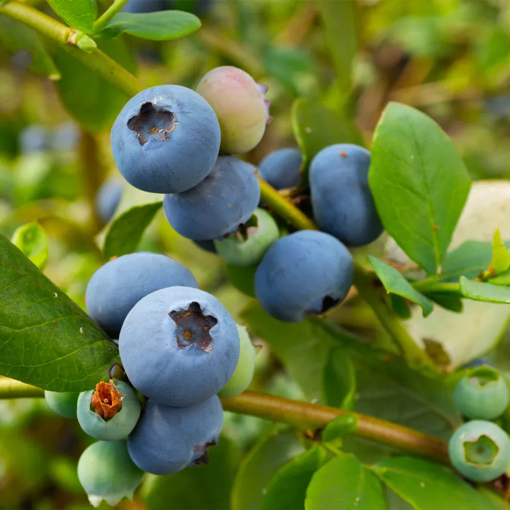 Sunshine Blue Blueberry Bush - Compact Self-Pollinating Fruit Shrub