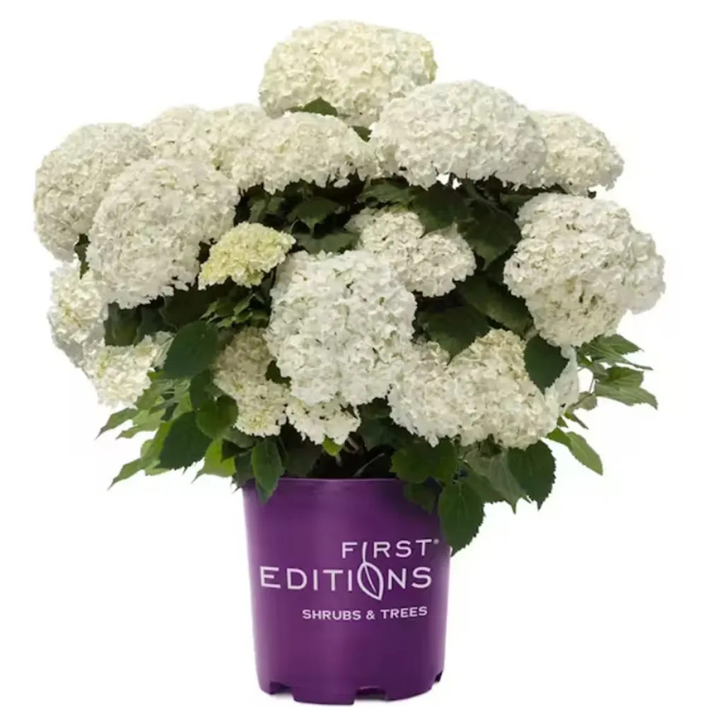 FlowerFull® Smooth Hydrangea Arborescens Deciduous Flowering Shrub 4