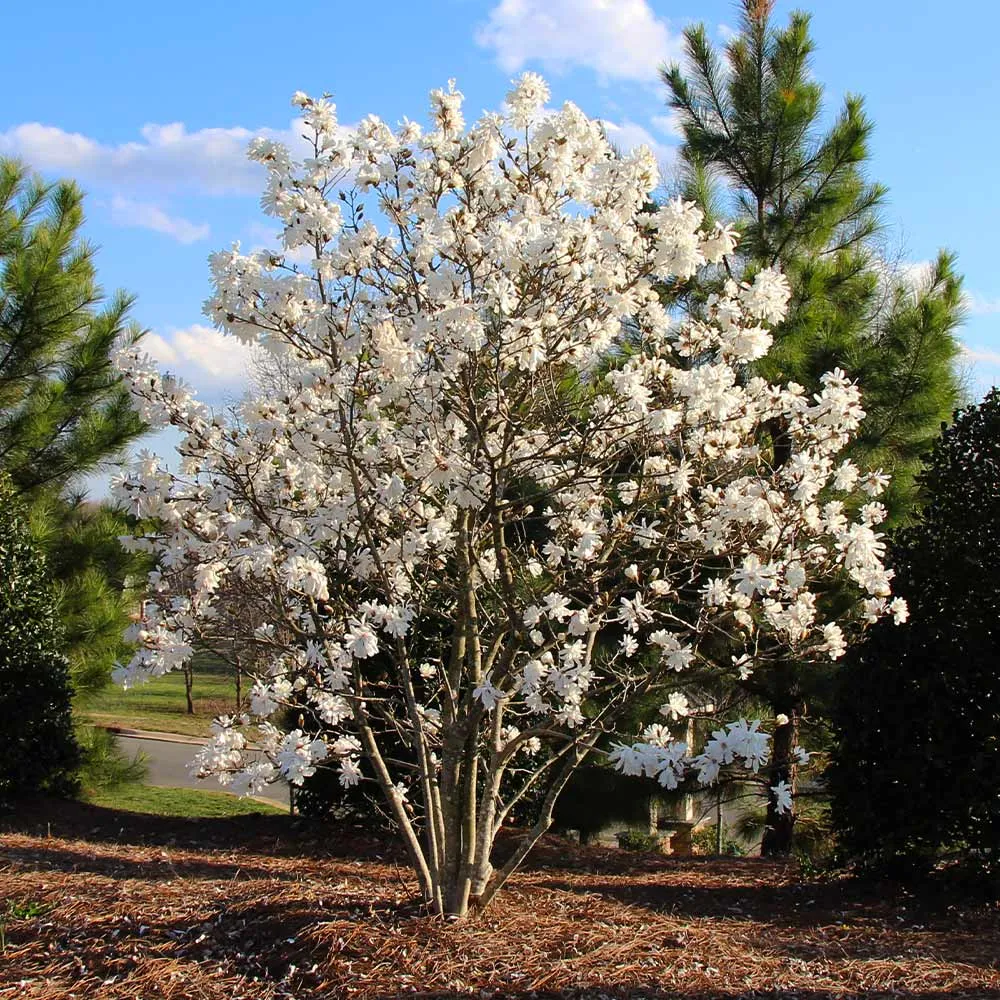Royal Star Magnolia Tree (Magnolia stellata) 2