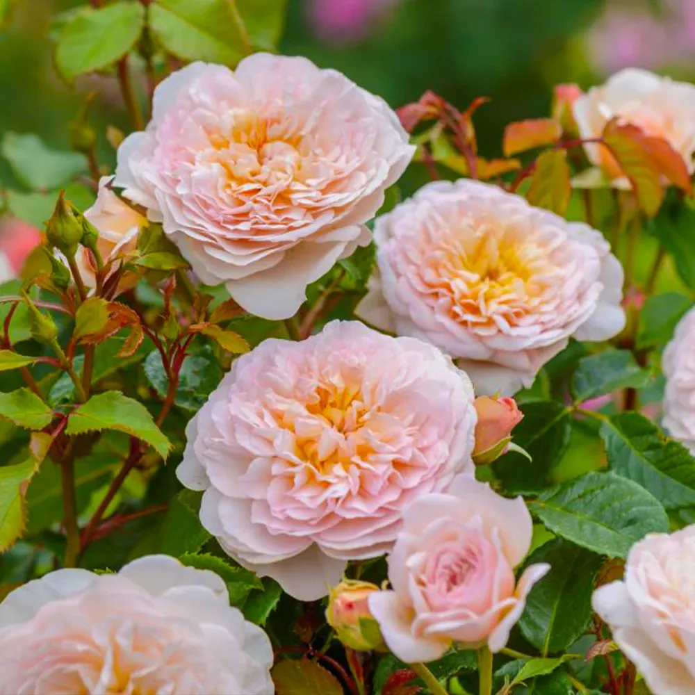 David Austin® Emily Brontë™ Rose Shrub 2