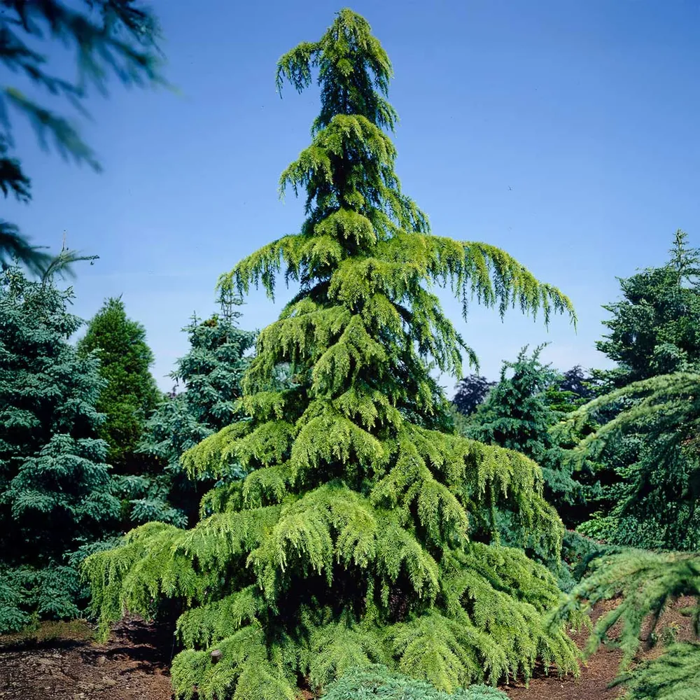 Golden Deodar Cedar Tree (Cedrus deodara 'Aurea') Ornamental Evergreen
