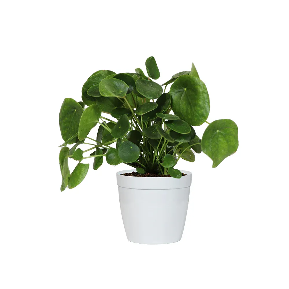 Pancake Plant (Pilea Peperomioides) Decorative Indoor Houseplant 3