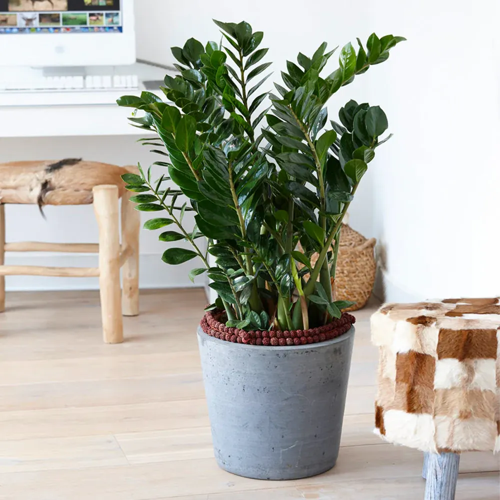 ZZ Plant (Zamioculcas Zamiifolia) Indoor Houseplant 2