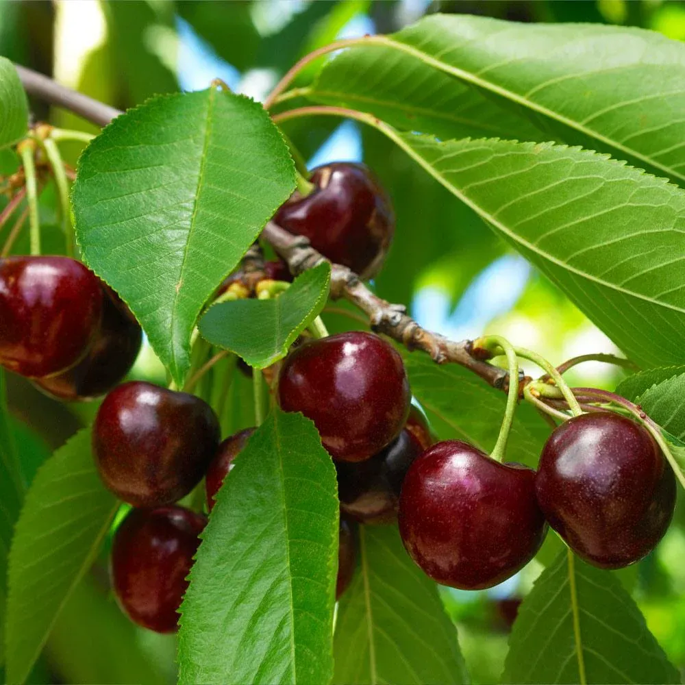 Black Tartarian Cherry Tree - Sweet Fruit-Bearing Deciduous Tree 2