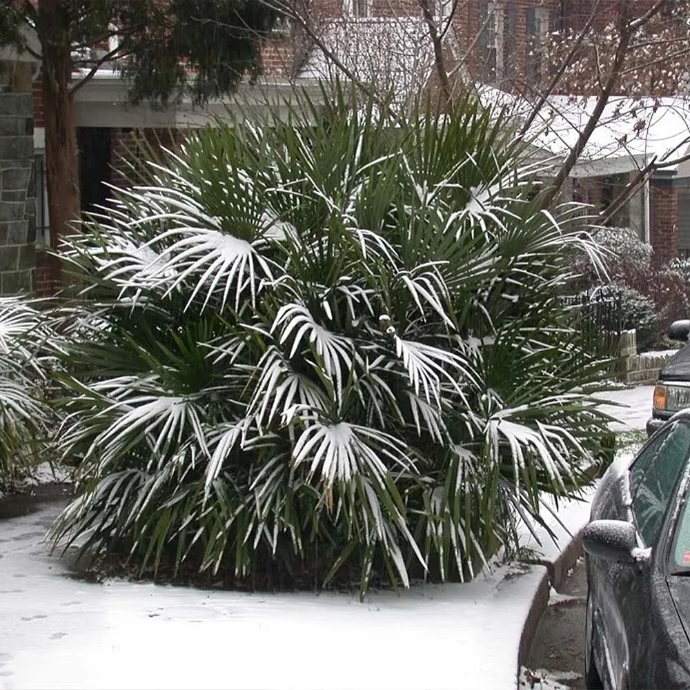 Needle Palm Tree (Rhapidophyllum hystrix) Cold-Hardy Ornamental Palm 2