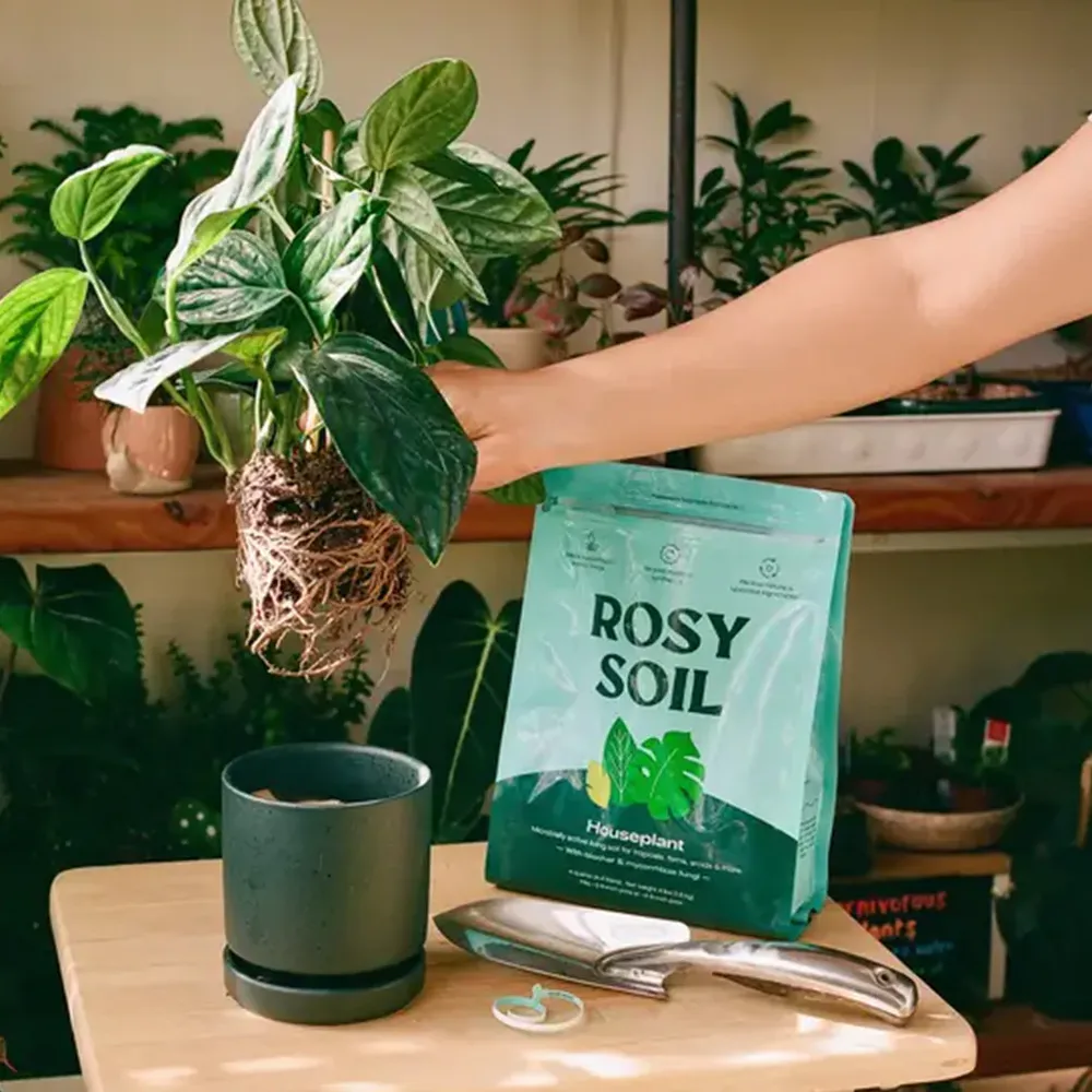 Rosy Soil Houseplant Mix - Professional Indoor Potting Substrate 3