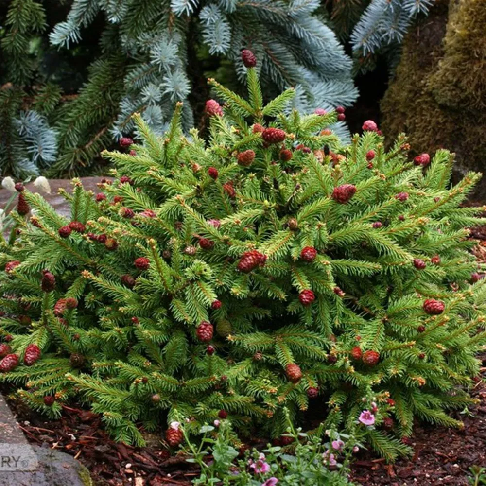 Pusch Norway Spruce (Picea abies 'Pusch') - Dwarf Evergreen Shrub 3