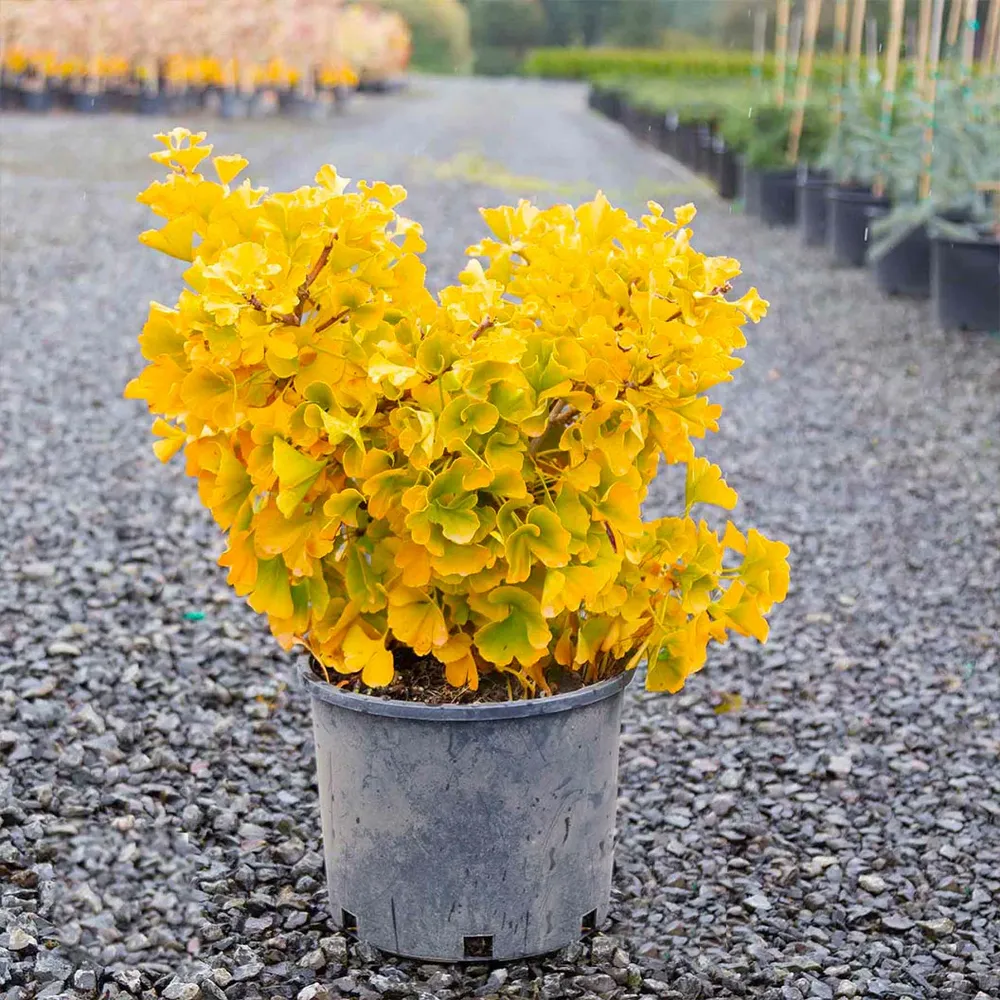 Mariken Maidenhair Tree - Dwarf Ginkgo Biloba Ornamental Shrub 2