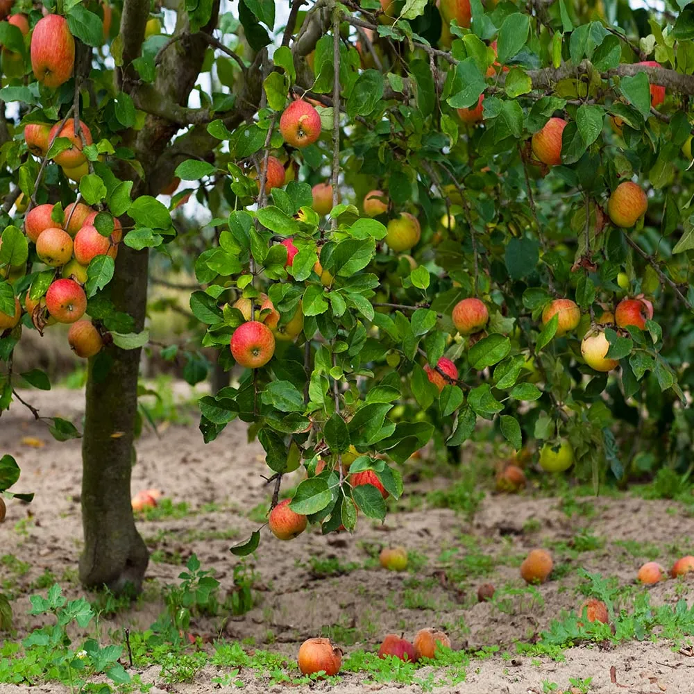 McIntosh Apple Tree - Cold Hardy Deciduous Fruit Tree 2