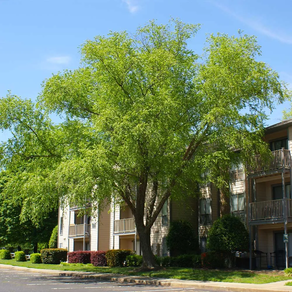Heritage River Birch (Betula nigra) 1
