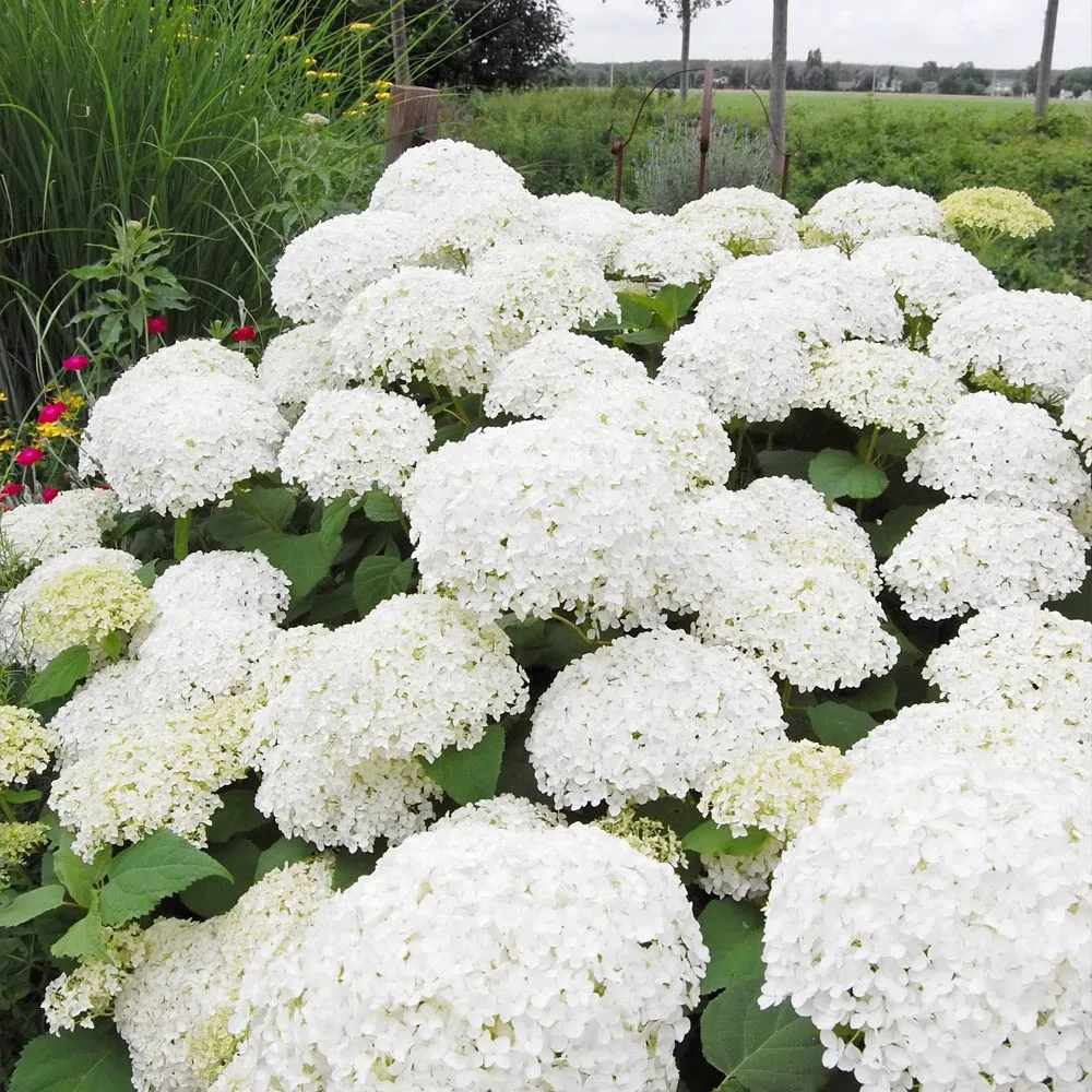 Annabelle Hydrangea Shrub (Hydrangea arborescens) 1