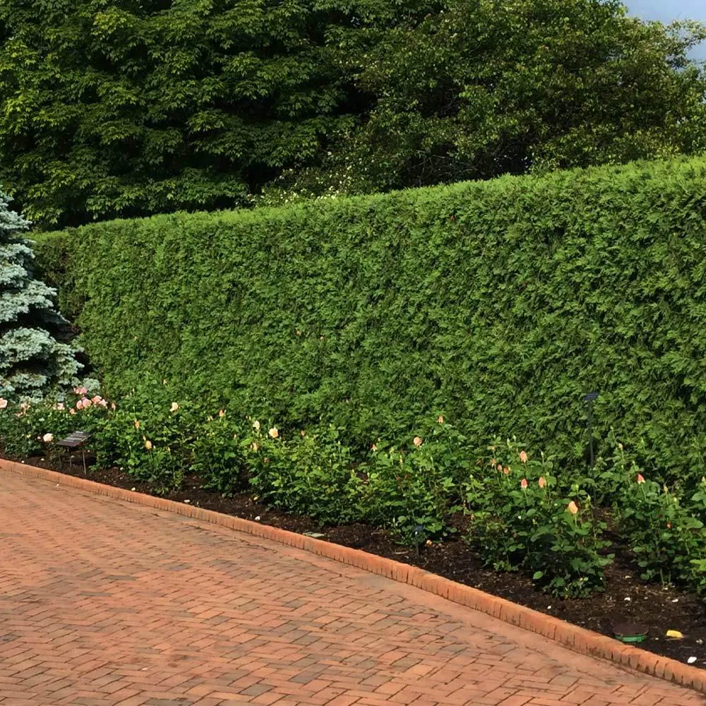 Techny Cold Hardy Thuja Tree - Dense Evergreen Privacy Hedge 1
